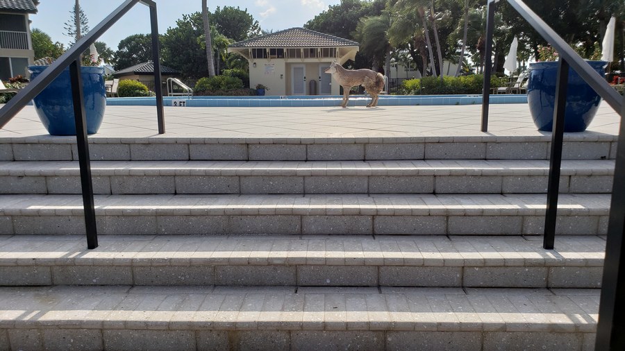 Steps to Pool from Dock